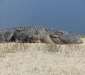 IMG_5252_gator