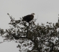 IMG_5332_Bald_Eagle